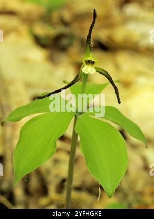 Large Whorled Pogonia (Isotria verticillata) Stock Photo