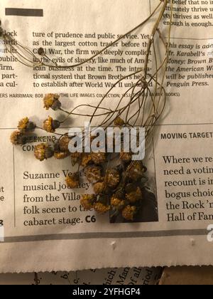 Small's ragwort (Packera anonyma Stock Photo - Alamy