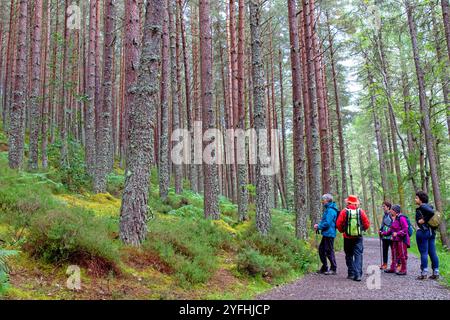 Hikers in Scots pine forest near Inverness Stock Photo