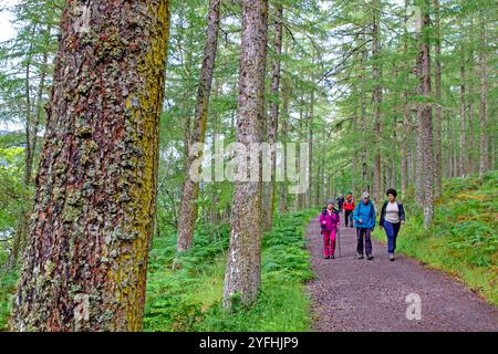 Hikers in Scots pine forest near Inverness Stock Photo