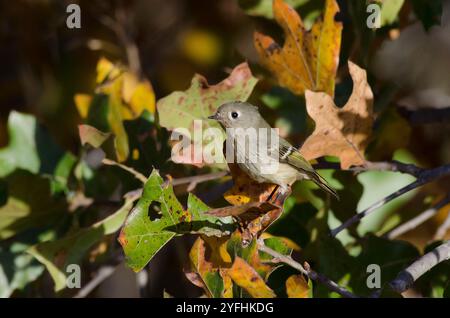 Ruby-crowned Kinglet, Corthylio calendula Stock Photo