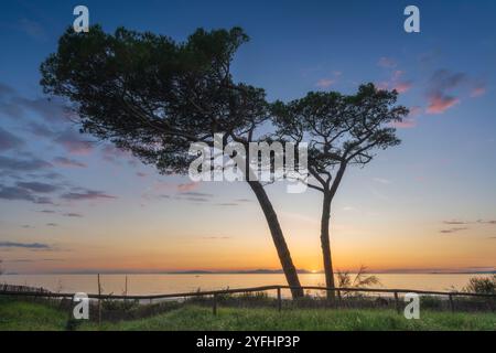 Two pine trees on Follonica beach and the sun setting behind the Elba Island. Province of Grosseto, Tuscany region, Italy Stock Photo