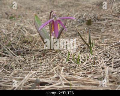 Siberian Fawn Lily (Erythronium sibiricum) Stock Photo