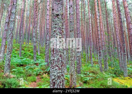 Scots pine forest near Inverness Stock Photo