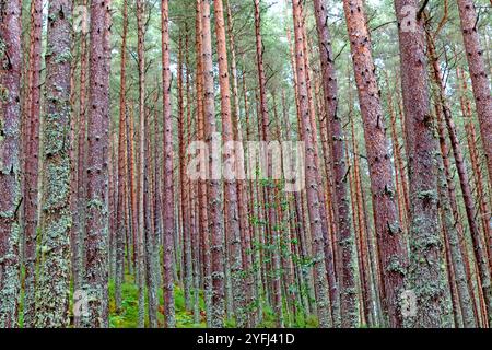 Scots pine forest near Inverness Stock Photo