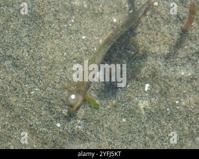 High Cockscomb (Anoplarchus purpurescens Stock Photo - Alamy