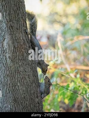 Two Eastern Grey Squirrels run around and play on a tree. Stock Photo