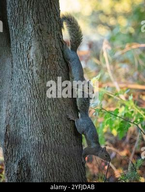 Two Eastern Grey Squirrels run around and play on a tree. Stock Photo