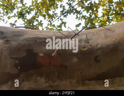 Brazilian Giant Stick Insect (Cladomorphus phyllinus) Stock Photo