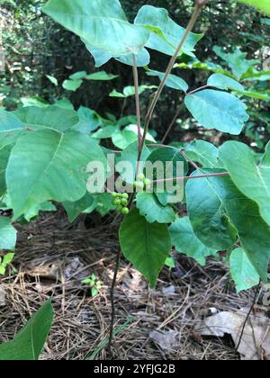 Atlantic poison oak (Toxicodendron pubescens) Stock Photo