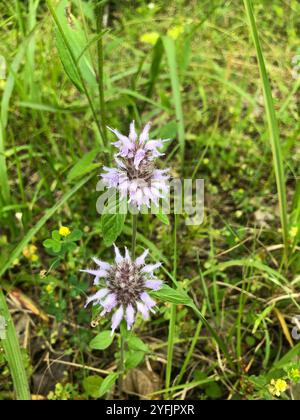 downy pagoda plant (Blephilia ciliata) Stock Photo