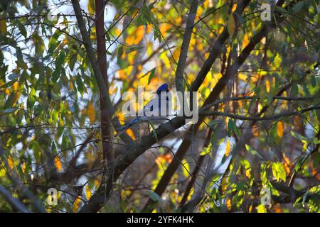 Bluebird Perched On A Branch With Fall Colors In The Background Stock Photo