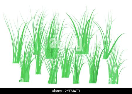 Green grass borders on white background. The grass is very popular in the front yard. Stock Vector