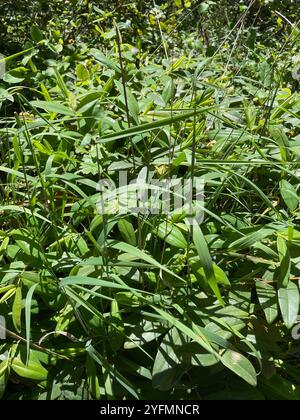 blue wild rye (Elymus glaucus Stock Photo - Alamy