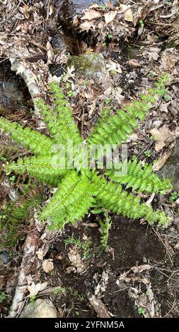 Braun's holly fern Polystichum braunii in spring Stock Photo - Alamy