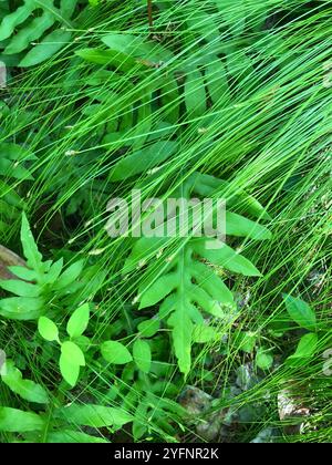 Twisted Spikerush (Eleocharis tortilis Stock Photo - Alamy