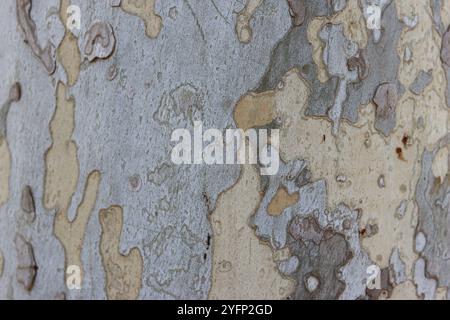 Close up of plane tree bark in camouflage colors Stock Photo