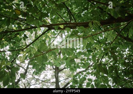 A lush Terminalia catappa (ketapang) tree with vibrant green leaves, showcasing natural tropical foliage, ideal for nature, botany, or environmental t Stock Photo