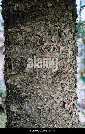 A close-up of a tree trunk displaying its textured bark and intricate patterns, set against a natural backdrop, highlighting the beauty of nature and Stock Photo