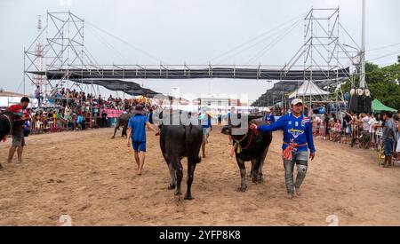 Men walk buffaloes on a dirt track during the 153rd Annual Chonburi Buffalo Racing Festival in Chonburi, Thailand. This centuries-old tradition pays h Stock Photo