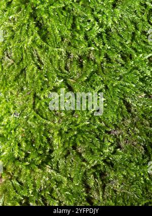 Moss, green floral carpet, full frame, green background, texture Stock Photo