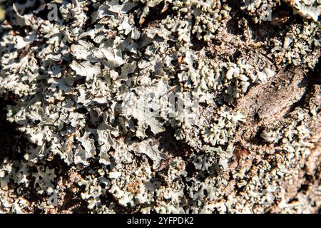 Common Greenshields lichen on tree bark closeup as natural background Stock Photo