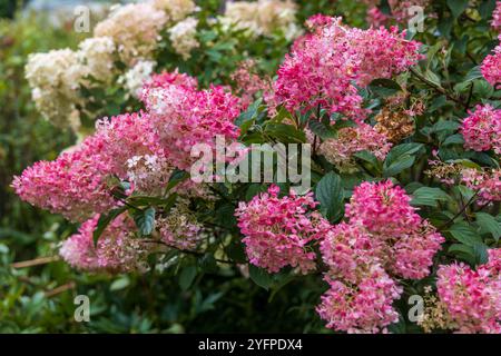 Hydrangea paniculata Vanille Fraise on a stem Stock Photo