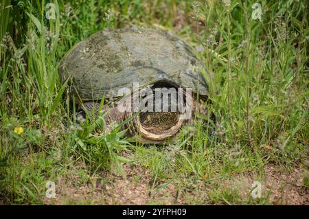 adult snapping turtle in grass Stock Photo