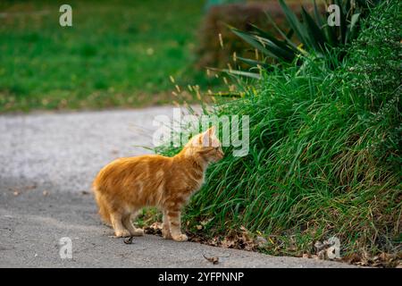 Red kitten walks along the street alone Stock Photo