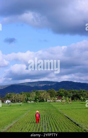 Agriculture. Young rice sprouts in a field.  Farmer planting rice seedlings.  Yogyakarta. Indonesia. Stock Photo