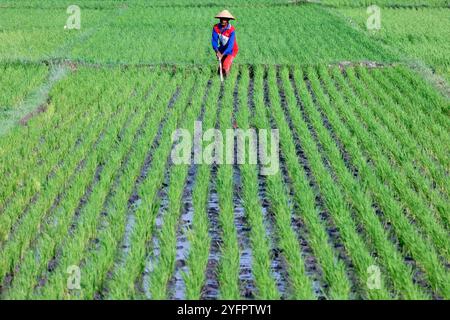 Agriculture. Young rice sprouts in a field.  Farmer planting rice seedlings.  Yogyakarta. Indonesia. Stock Photo