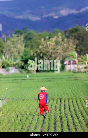 Agriculture. Young rice sprouts in a field.  Farmer planting rice seedlings.  Yogyakarta. Indonesia. Stock Photo