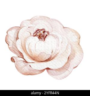 Watercolor illustration single bud rose Pink flower Stock Photo