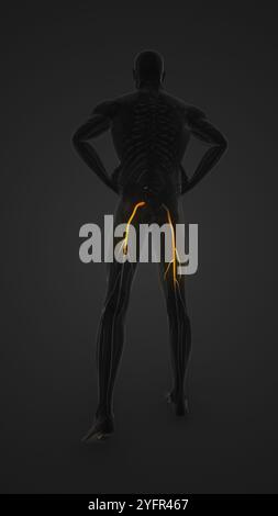 Man Showing Both Side Sciatica Nerves Stock Photo