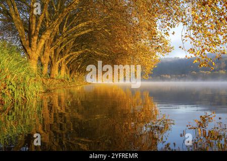 Autumn colours on the Platanen Allee, Hardenberg Ufer, lakeside path on Lake Baldeney, near Haus Scheppen, in Essen, North Rhine-Westphalia, Germany, Stock Photo