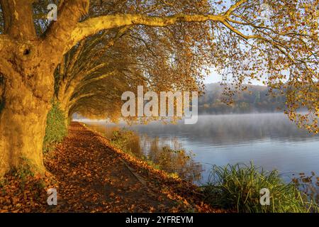 Autumn colours on the Platanen Allee, Hardenberg Ufer, lakeside path on Lake Baldeney, near Haus Scheppen, in Essen, North Rhine-Westphalia, Germany, Stock Photo