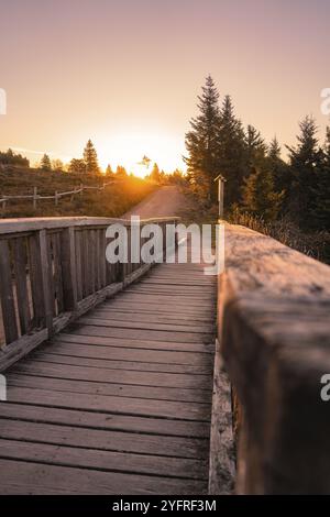 Wooden path in the forest during sunset, a peaceful nature scene, Black Forest, Germany, Europe Stock Photo