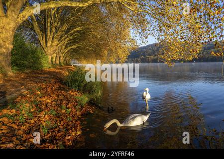 Autumnal colours at the Platanen Allee, Hardenberg Ufer, lakeside path at Lake Baldeney, near Haus Scheppen, swans, in Essen, North Rhine-Westphalia, Stock Photo