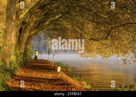 Autumn colours on the Platanen Allee, Hardenberg Ufer, lakeside path on Lake Baldeney, near Haus Scheppen, in Essen, North Rhine-Westphalia, Germany, Stock Photo