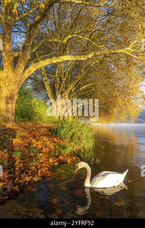 Autumnal colours at the Platanen Allee, Hardenberg Ufer, lakeside path at Lake Baldeney, near Haus Scheppen, swans, in Essen, North Rhine-Westphalia, Stock Photo