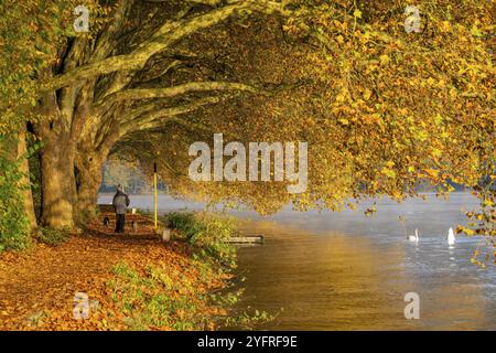 Autumn colours on the Platanen Allee, Hardenberg Ufer, lakeside path on Lake Baldeney, near Haus Scheppen, in Essen, North Rhine-Westphalia, Germany, Stock Photo