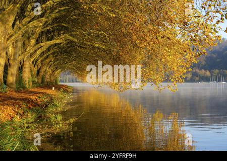 Autumn colours on the Platanen Allee, Hardenberg Ufer, lakeside path on Lake Baldeney, near Haus Scheppen, in Essen, North Rhine-Westphalia, Germany, Stock Photo