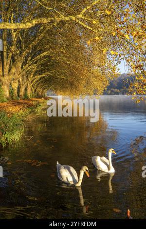 Autumnal colours at the Platanen Allee, Hardenberg Ufer, lakeside path at Lake Baldeney, near Haus Scheppen, swans, in Essen, North Rhine-Westphalia, Stock Photo