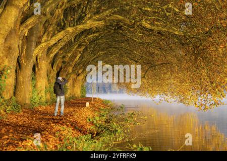 Autumn colours on the Platanen Allee, Hardenberg Ufer, lakeside path on Lake Baldeney, near Haus Scheppen, in Essen, North Rhine-Westphalia, Germany, Stock Photo