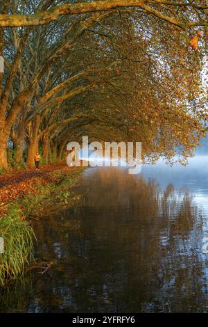 Autumn colours on the Platanen Allee, Hardenberg Ufer, lakeside path on Lake Baldeney, near Haus Scheppen, in Essen, North Rhine-Westphalia, Germany, Stock Photo