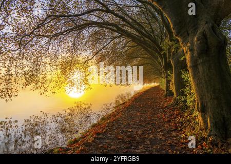 Autumn colours on the Platanen Allee, Hardenberg Ufer, lakeside path on Lake Baldeney, near Haus Scheppen, in Essen, North Rhine-Westphalia, Germany, Stock Photo