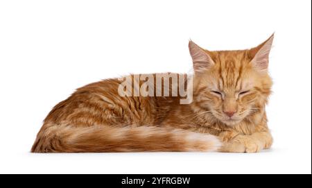 Young red house cat, laying down side ways. Sleeping with closed eyes. Isolated on a white background. Stock Photo