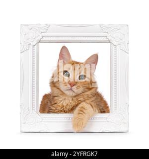 Young red house cat, laying through white image frame. Looking straight to camera. Isolated on a white background. Stock Photo