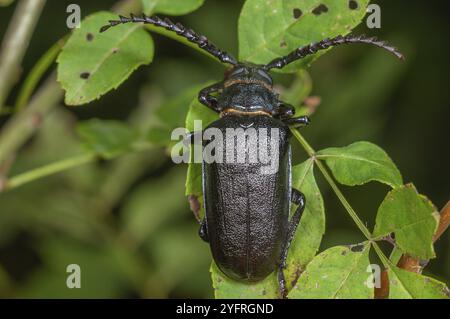 Tanner Beetle (Prionus coriarius) placed on the leaves of a shrub in the forest. Alsace, France, Europe Stock Photo