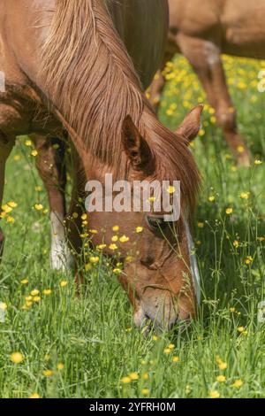 Horse grazing in a green pasture filled with yellow buttercups. Bas-Rhin, Collectivite europeenne d'Alsace, Grand Est, France, Europe Stock Photo